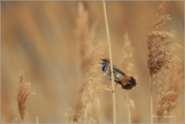 <p>SLAVÍK MODRÁČEK (Luscinia svecica) Ústecko ---- /Bluethroat - Blaukehlchen/</p>